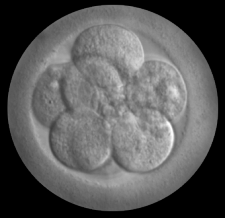Microscopic image of 8-cell embryo 