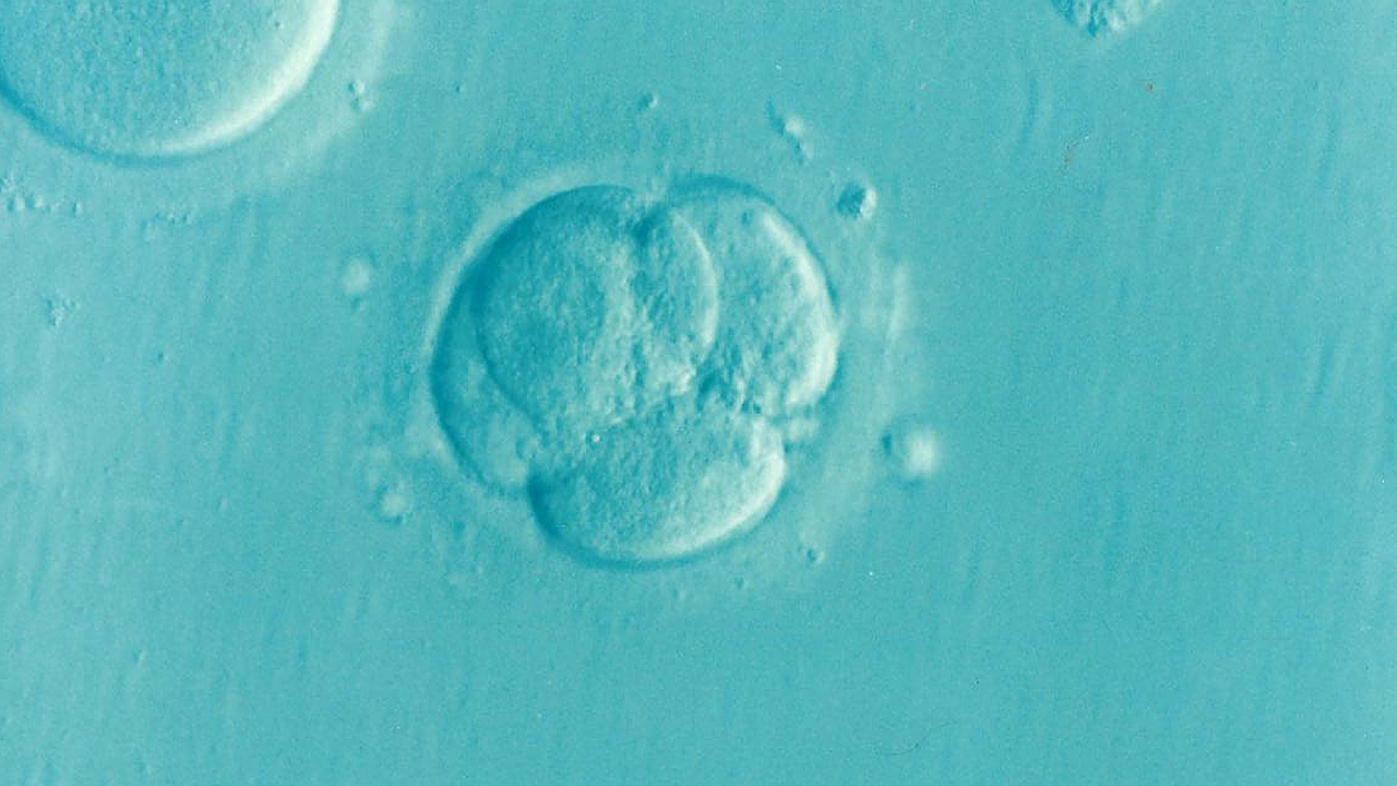 Human embryo at four-cell stage on an aqua-colored background