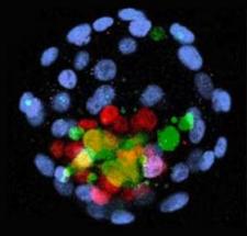 Microscopic images of colorful stem cells against a dark black background.
