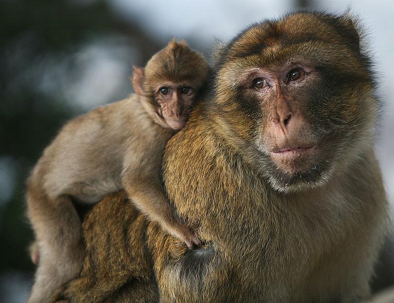 Baby macaque monkey riding on an adult macaque's back