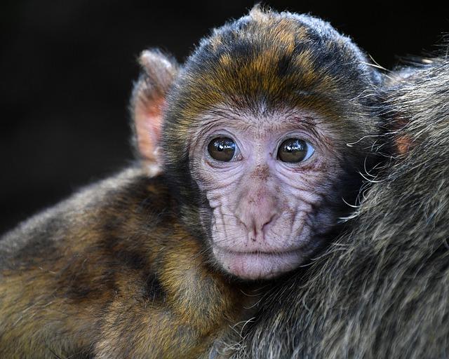 Close-up of a young monkey