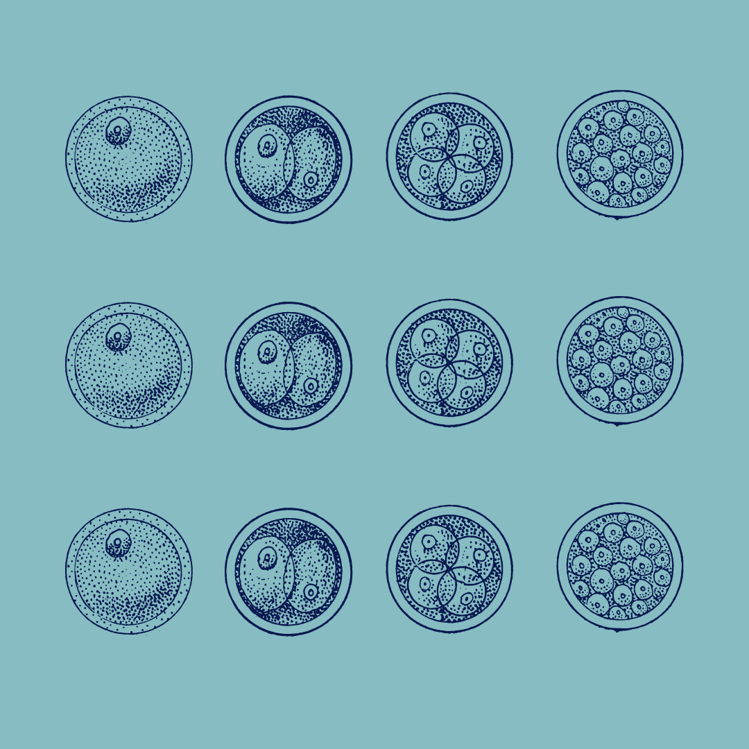 synthetic embryo graphic