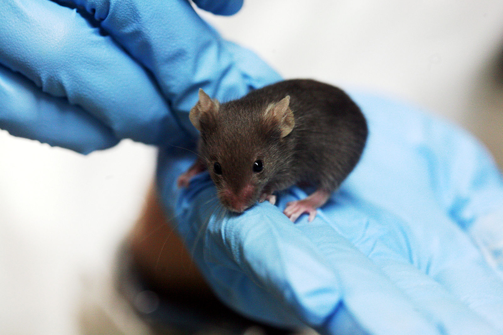 Image of a small black mouse in the palm of blue gloved hands in a laboratory 