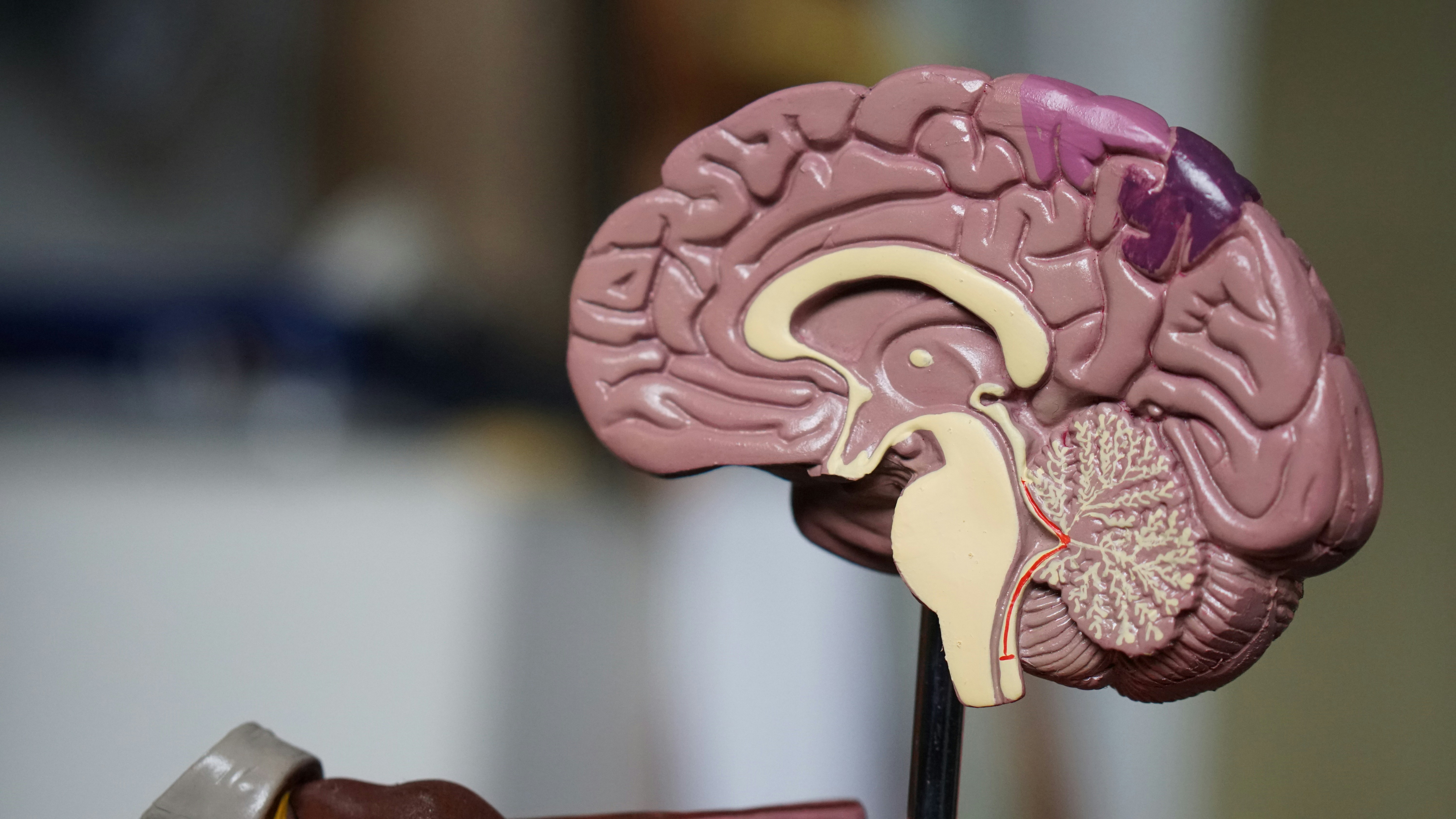 Image of a model human brain