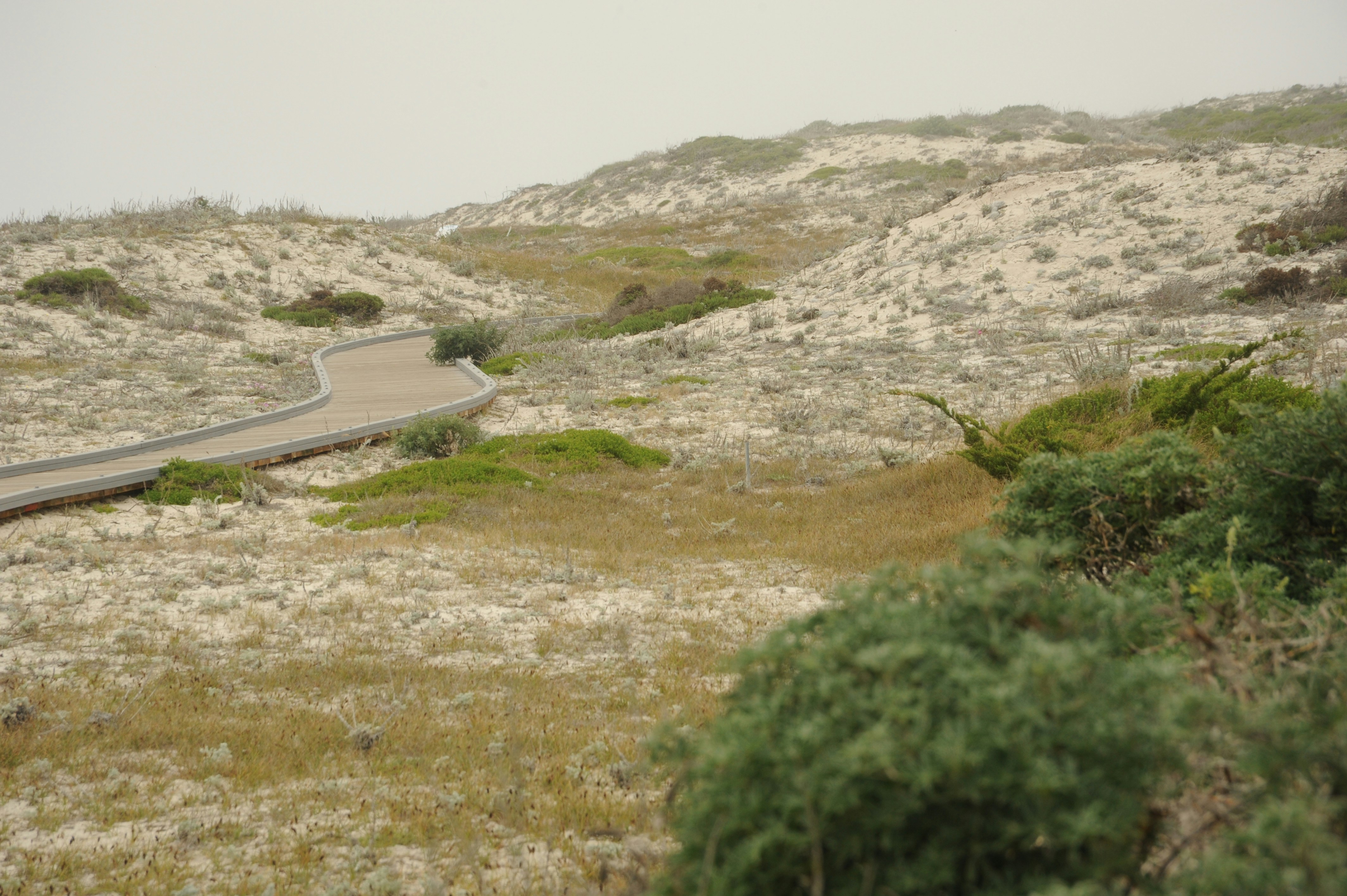 Asilomar State Beach photograph