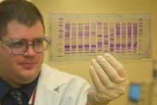 Scientist holds a transparent DNA profile, stained with purple markings.