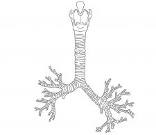 Drawing of a trachea