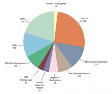 ExAC Project Pins Down Rare Gene Variants | Center for Genetics and Society