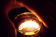 Lab scientist hand is shown, holding a glowing petri dish.