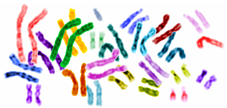 a bunch of colorful chromosomes