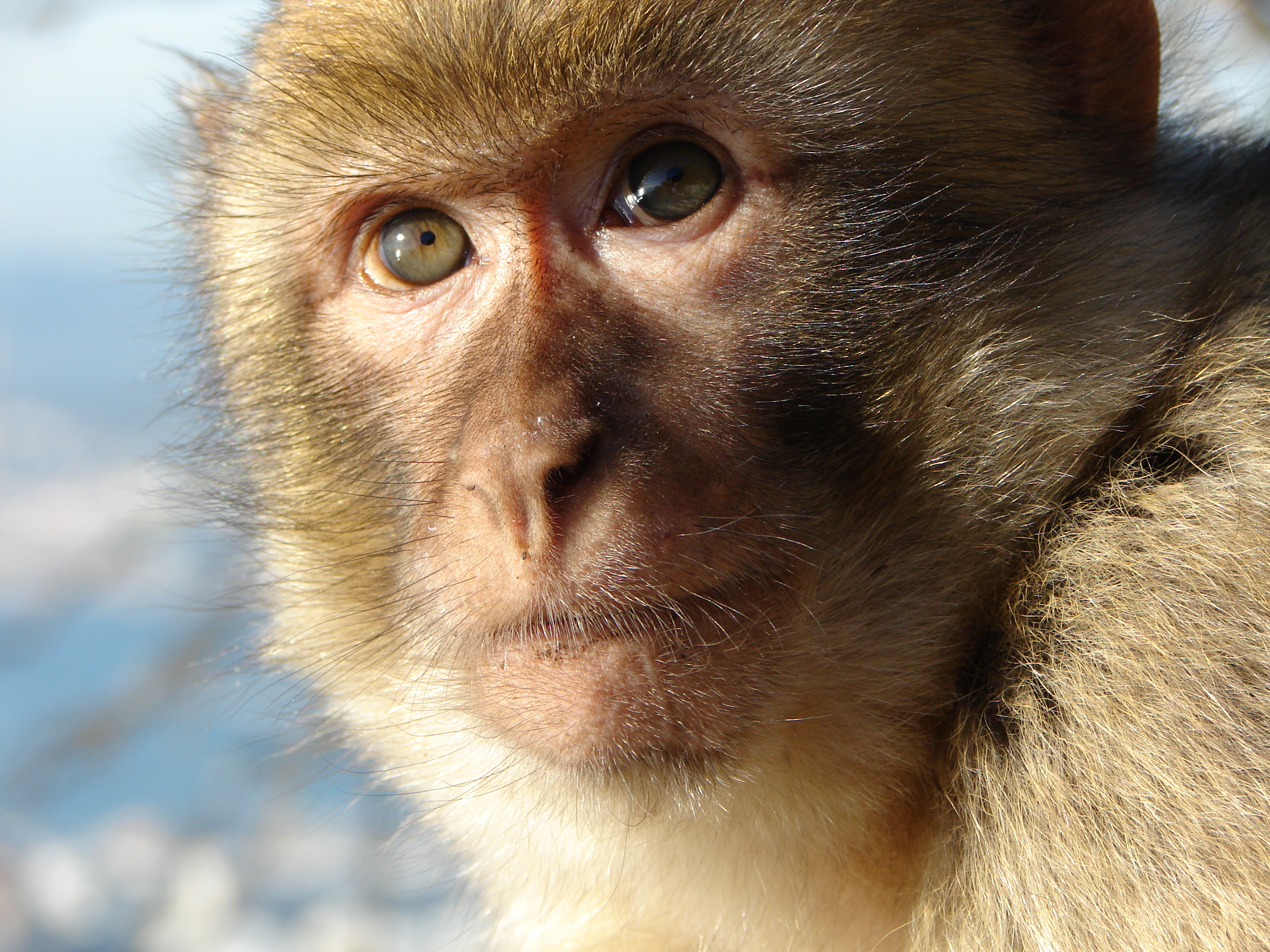 Synthetic embryos have been implanted into monkey wombs
