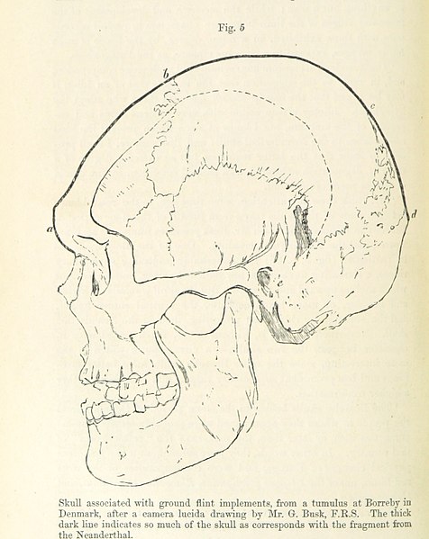 Neanderthal Skull Diagram