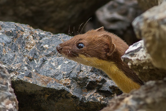 A short-tail weasel peaks its head out of rocks.