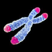 Microscopic telomere
