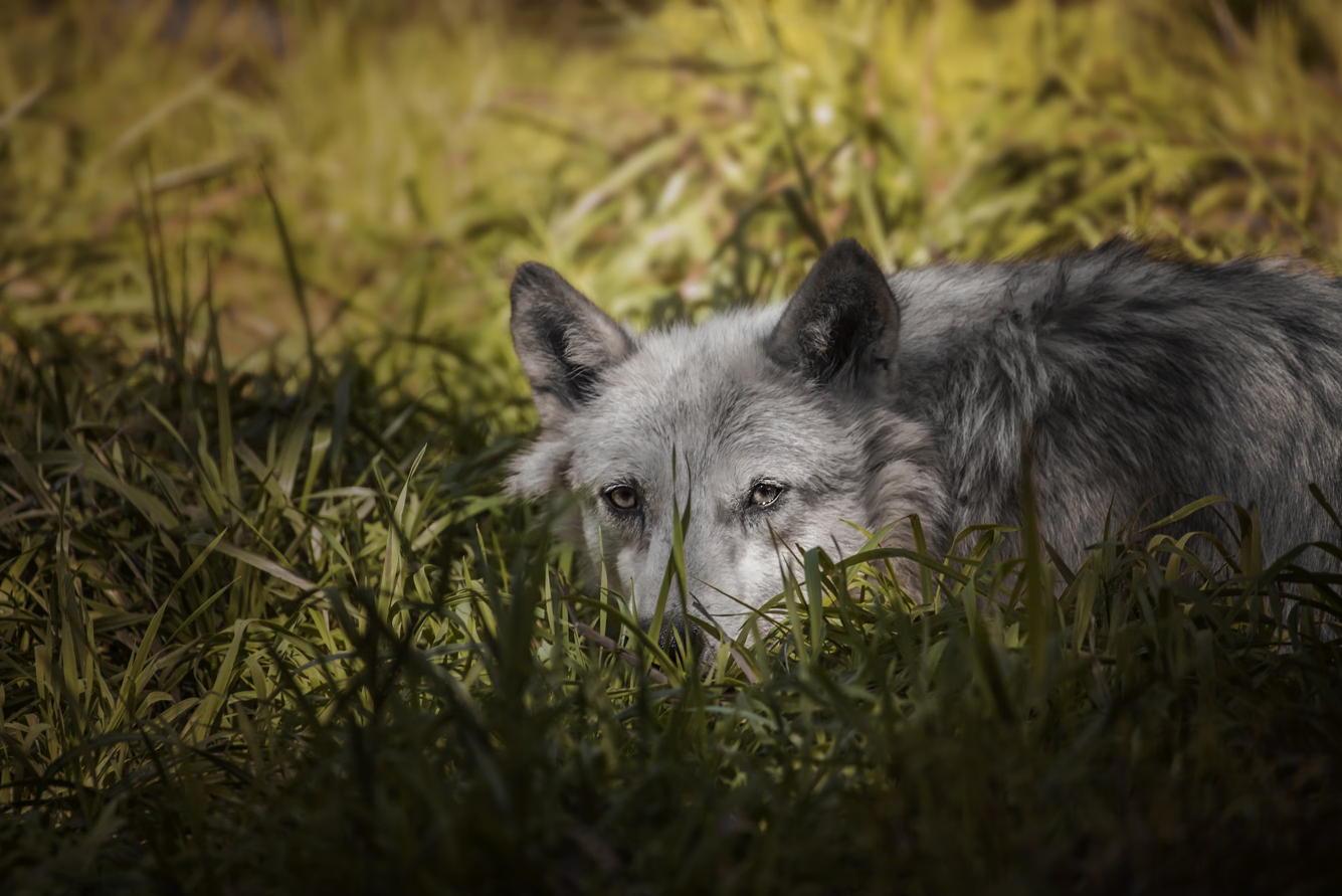 Grey wolf