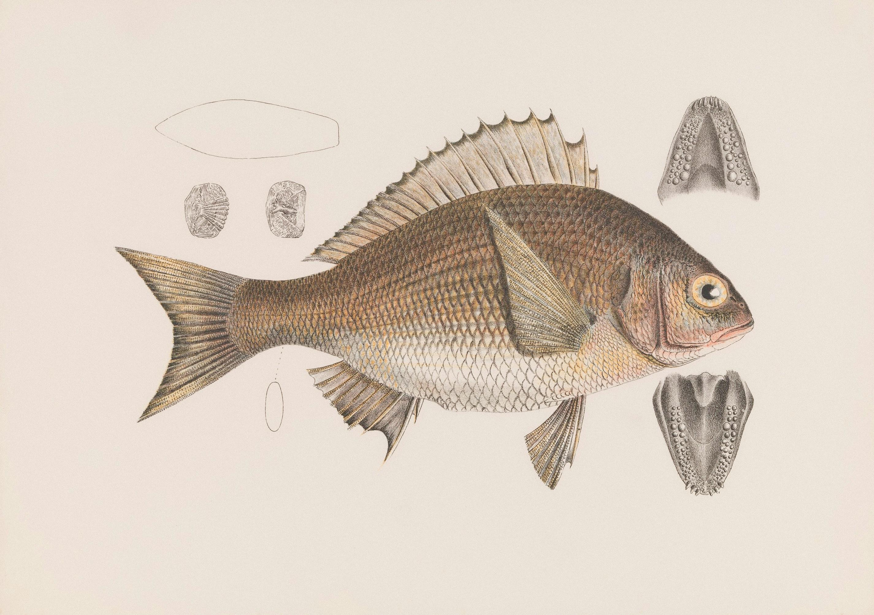 fish drawing