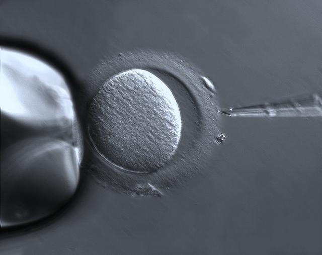 An image of in vitro fertilization in black and white.