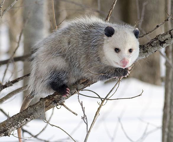 Image of a possum climbing a small tree over a snow-covered ground.
