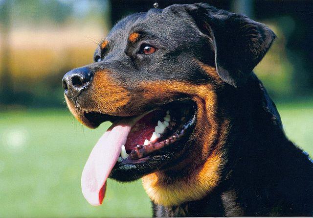 A close up of the face of a Rottweiler smiling with its tongue out against a background of green grass.