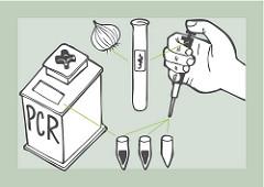 Illustrated image of a human hand holding a pipette onto three test tubes. The pipette appears to be inserting an onion sample. The test tubes have arrows pointing to an incubator labeled "PCR." Together, this image suggests to be a Do-It-Yourself Kit.