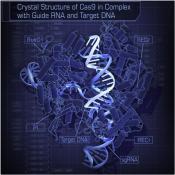 Blueprint image of crystal structure of Cas9 in complex with guide RNA and "Target DNA"