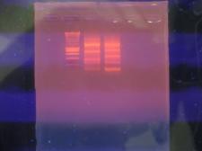 DNA agarose gel on a UV lightbox