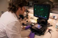 Scientist examines images of stem cells in a lab.