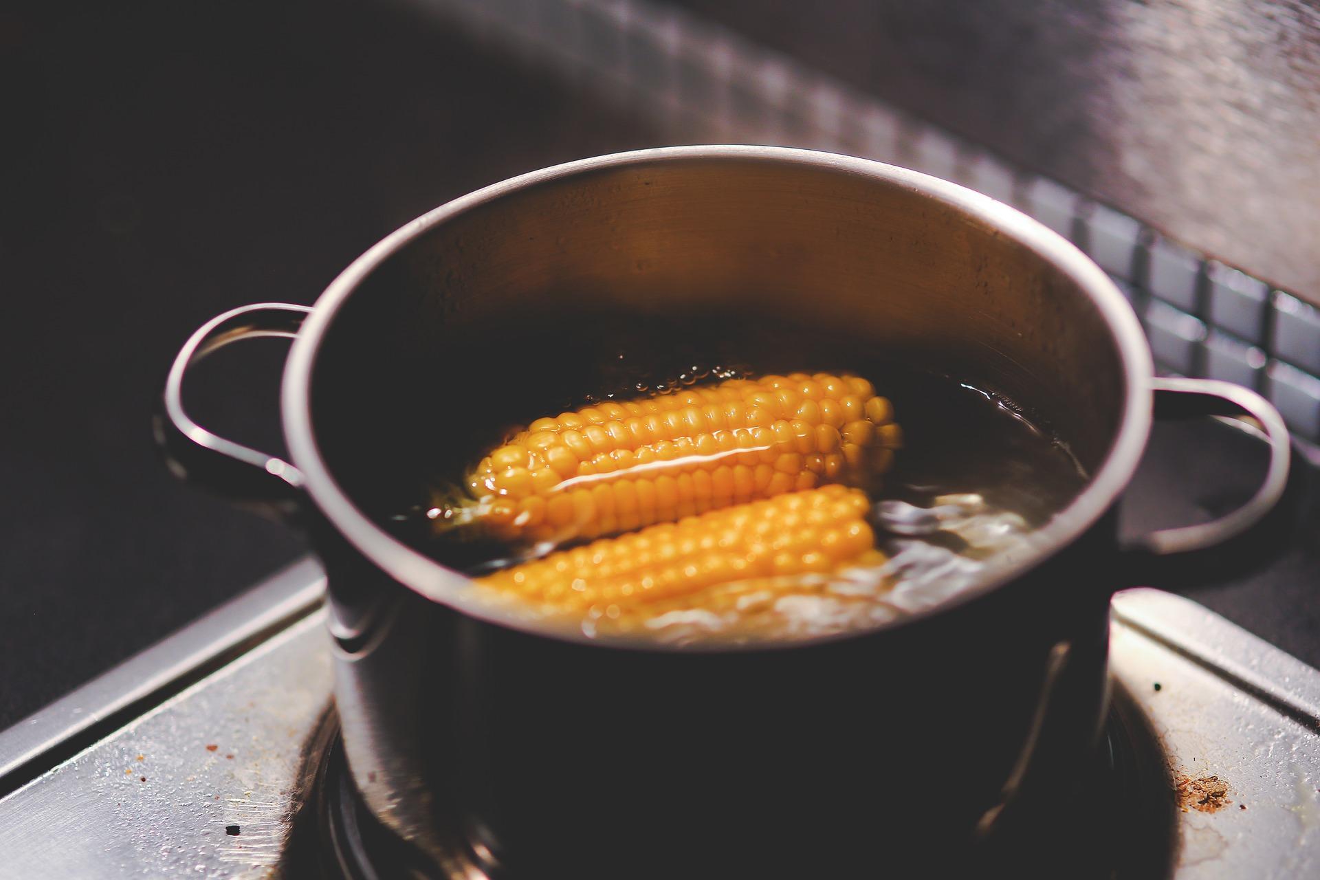 A pot of boiling water cooks two corns.