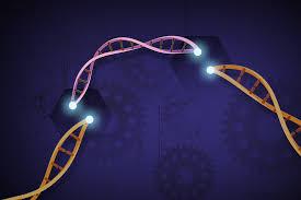 CRISPR editing on DNA strand 