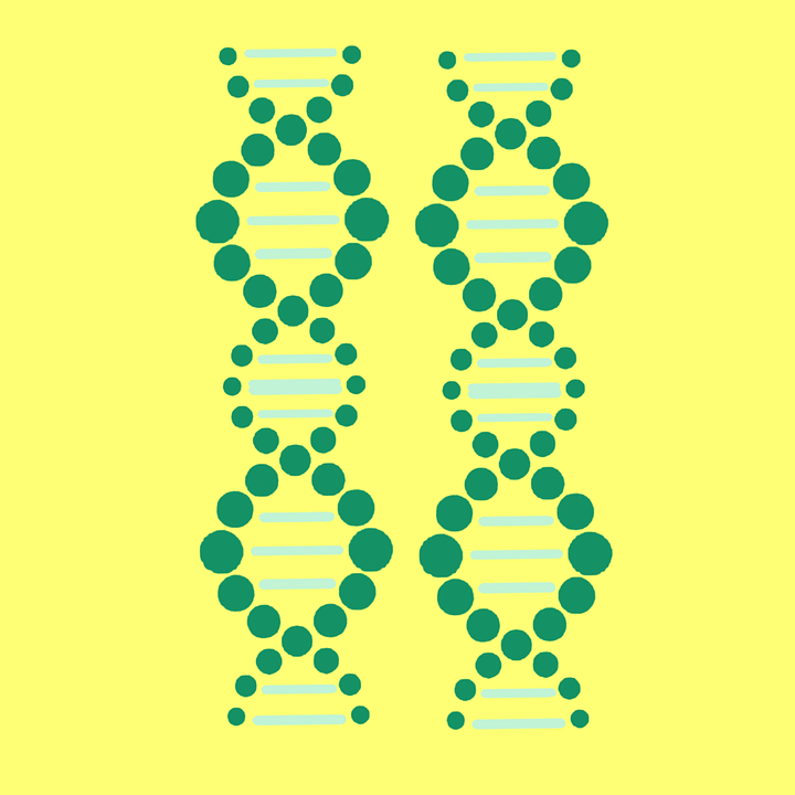 Soft yellow background with two double helices next to each other made out of dark green dots on the outside and light green dots on the inside.
