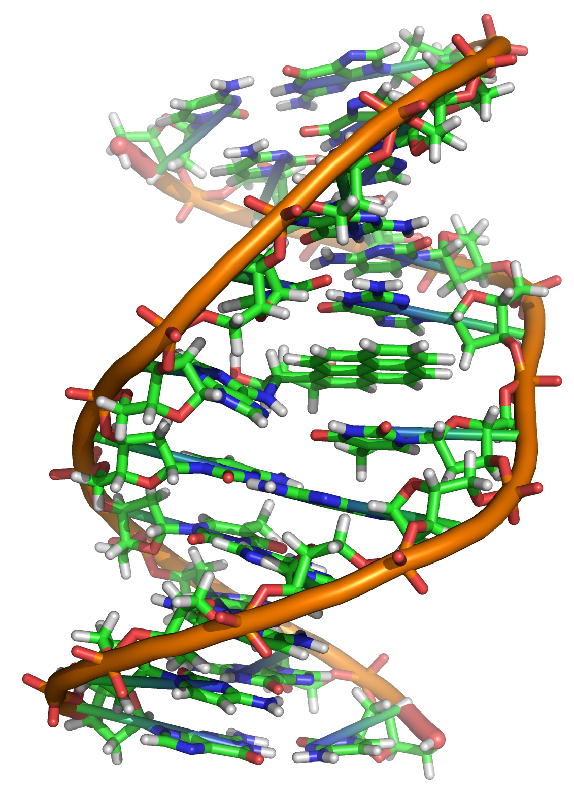 Double helix strand of DNA with backbone that is orange and bases that are green