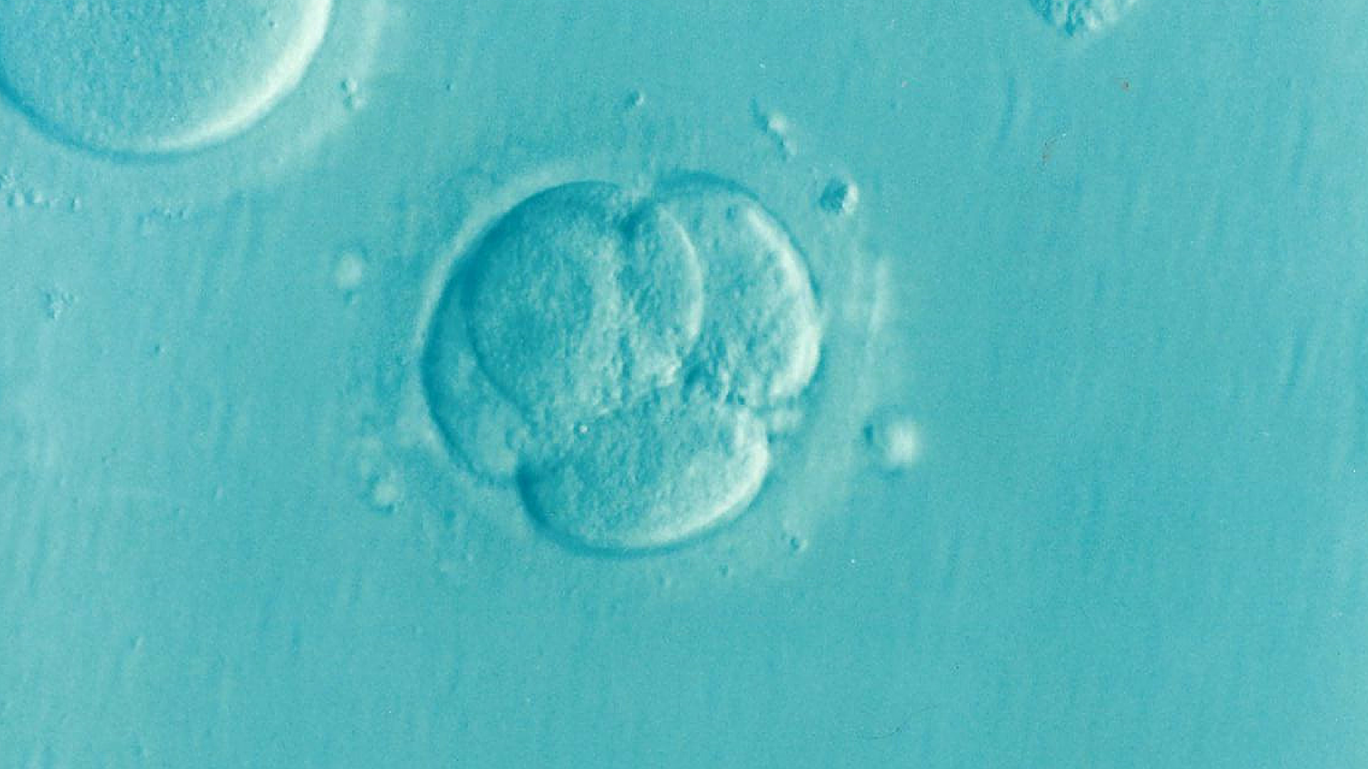 An early embryo