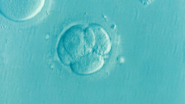 Embryo, with 5 visible cells.