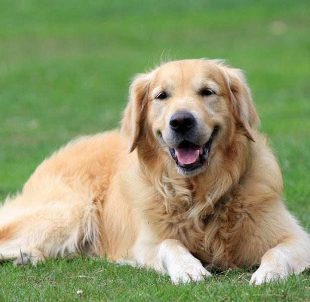 Large golden retriever dog lying on grass
