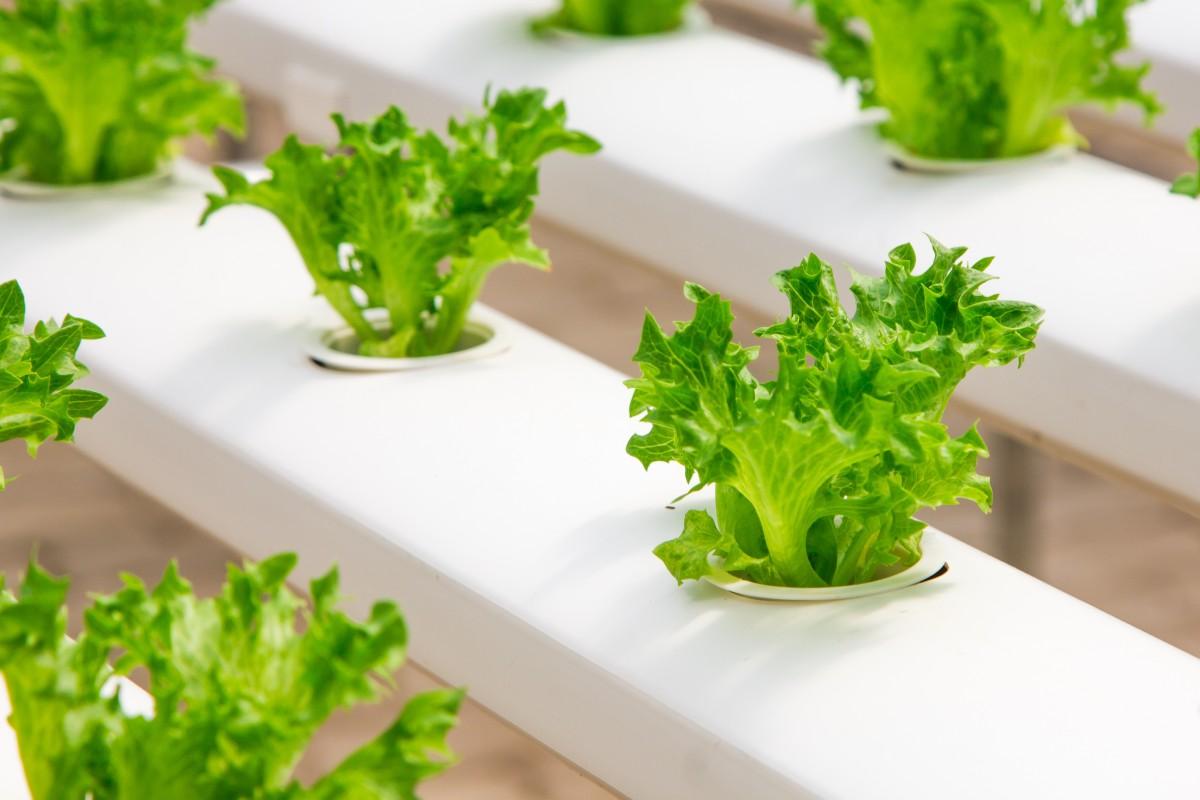 Lettuce plants grown indors in white containers.