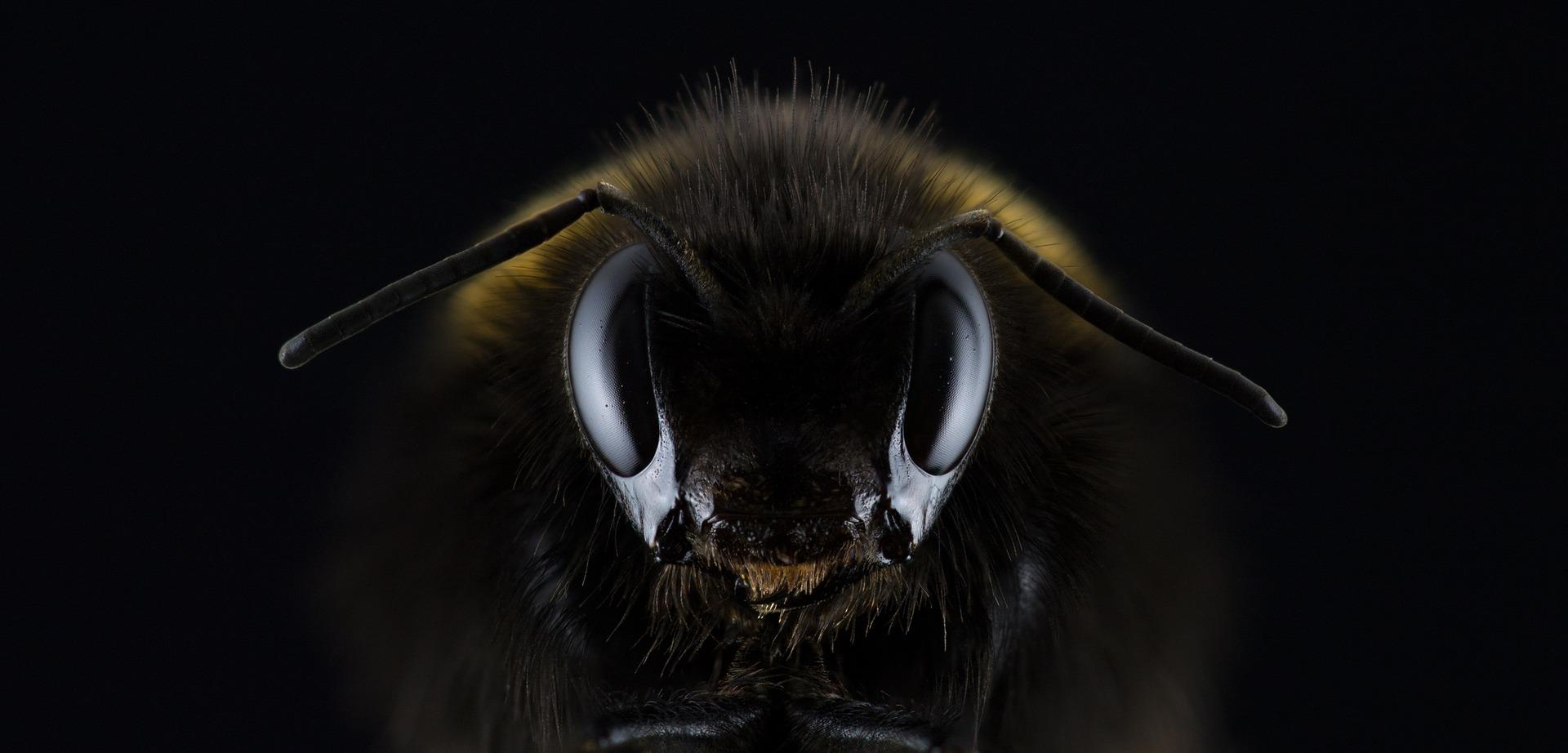 Dark image displaying a bee's frontal body/