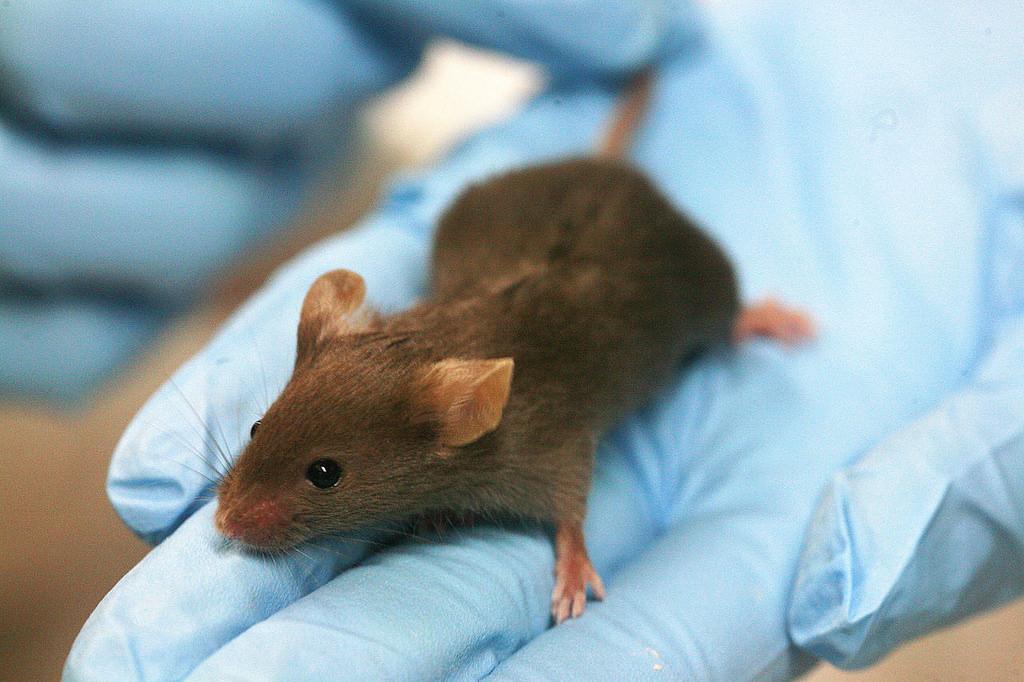 Brown mouse sitting on gloved hand 