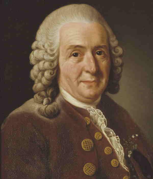 Portrait of Linnaeus