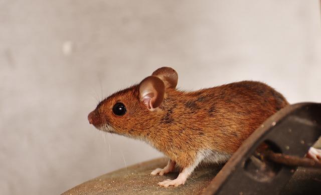 Close up of a mouse 