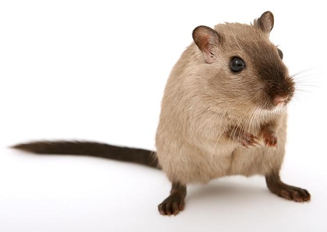 Close up of a brown mouse against a solid white background