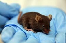 lab mouse sitting in a gloved hand