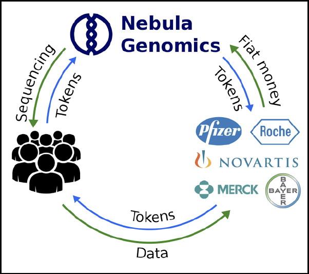 Nebula's cash and token flow