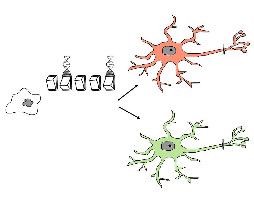 An undifferentiated cell being differentiated into different cells. A switch is used to symbolize the changes made that allow the cell to differentiate differently. 